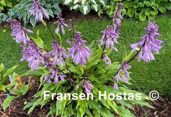 Hosta Granny's Smile